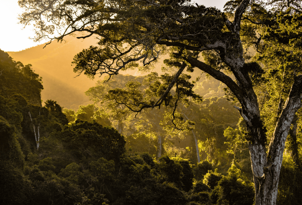 Tree of Life